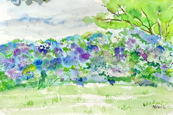 Hydrangea